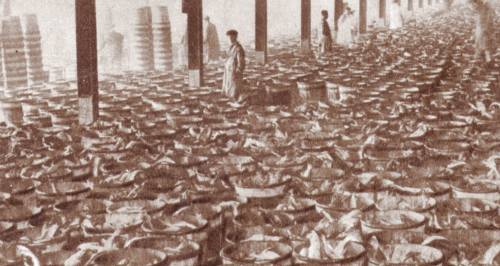 Scene inside the fish shed at St Andrews dock in Hull in about 1936.