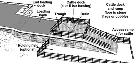 Combined loading bank and cattle dock